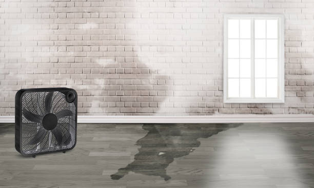 Best Flood restoration services  in Gilbert, MN