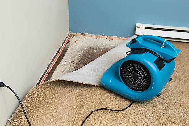 Best Professional water damage repair  in Gilbert, MN